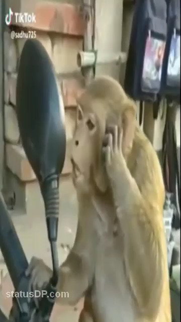Monkey seeing his face in mirror - WhatsApp Status Video